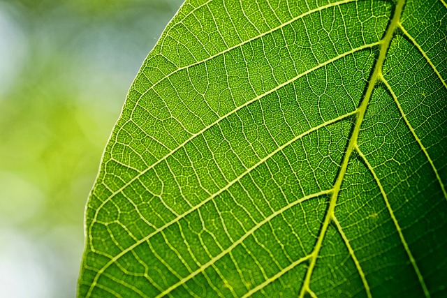sucitesa leafs